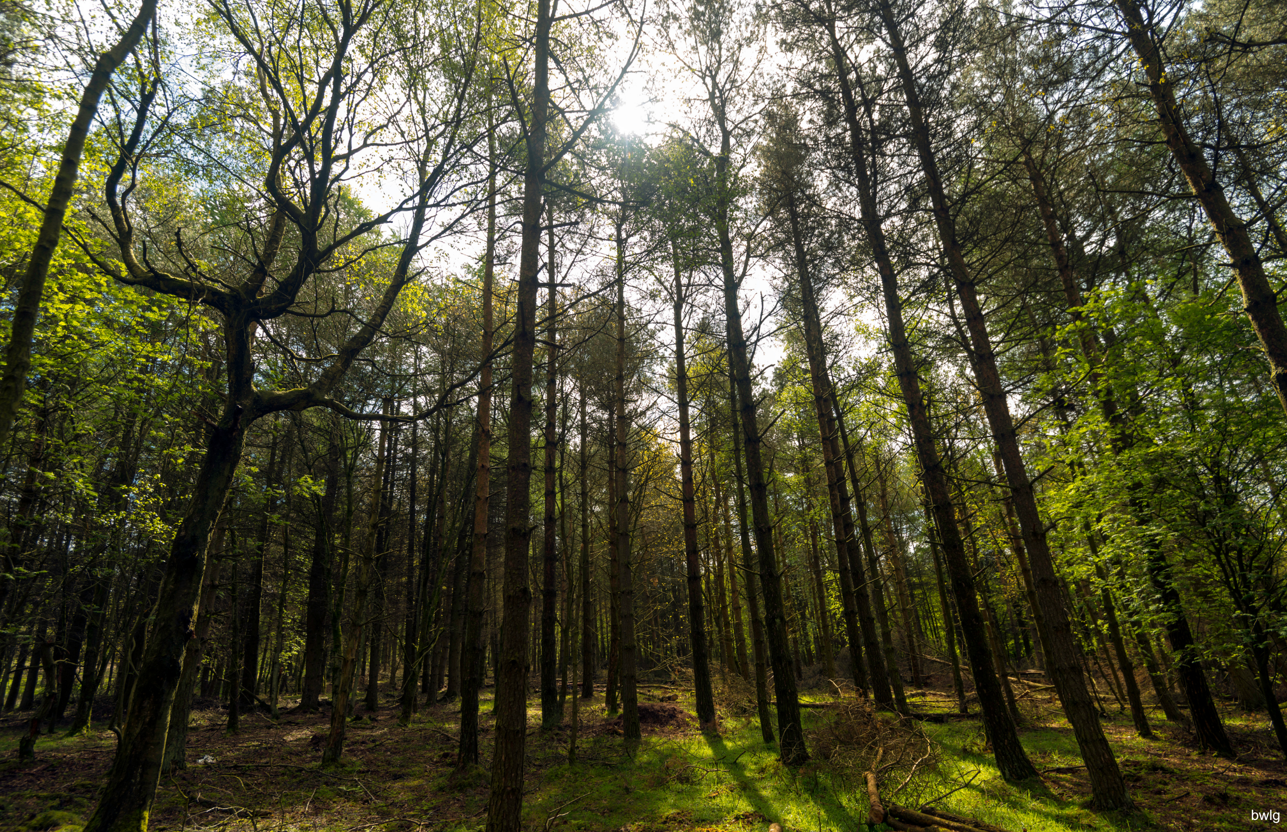 Wald-Regional